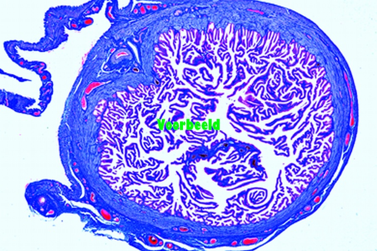 Uterine tube, rabbit, t.s.