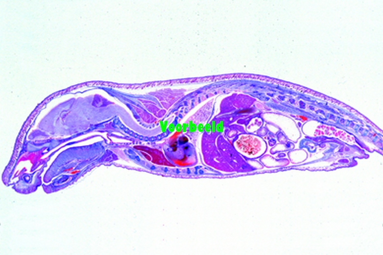 Mouse embryo, l.s.