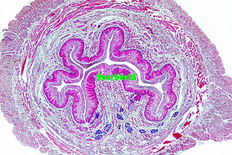 Oesophagus, human, t.s.