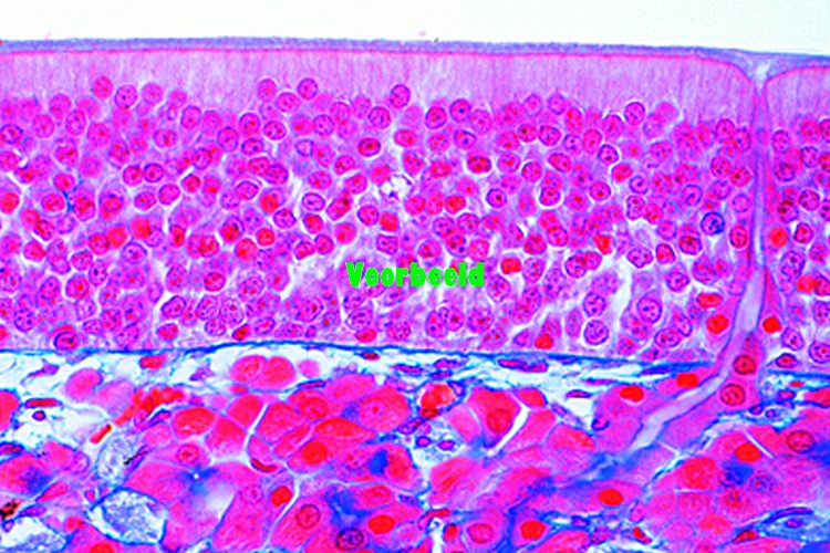 Olfactory epithelium, human, t.s.