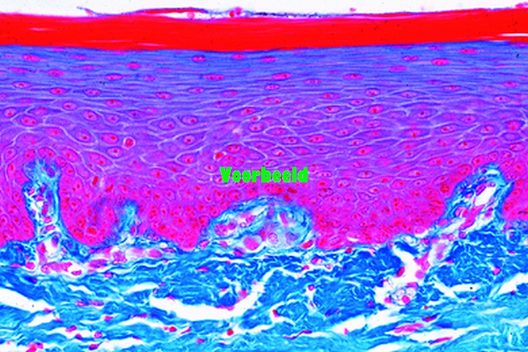 Menselijke histologie uitbreidingsset 2, individueel
