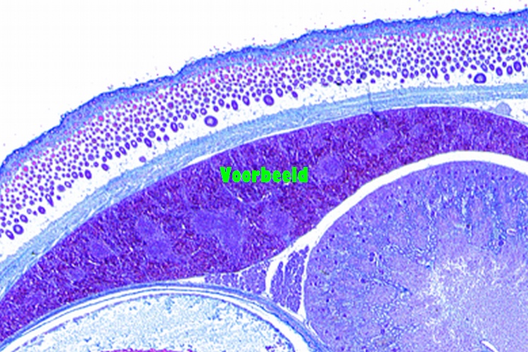 Liver of human foetus sec., developing b