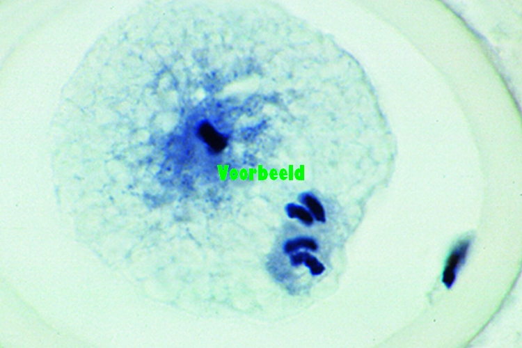 Ascaris megalocephala embryology. Sec. o