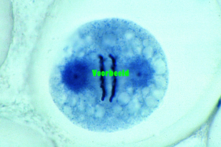 Ascaris megalocephala embryology. Sec. o