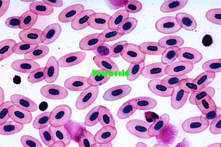 Rana, Frog, blood smear, nucleated eryth