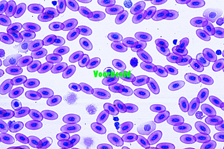Lacerta, lizard, blood smear