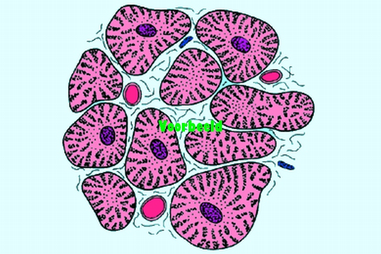 Heart muscle, l.s. and t.s.