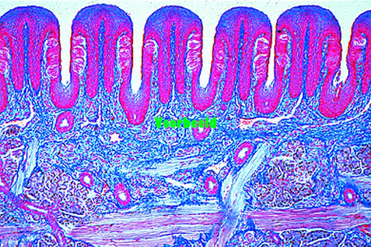 Taste buds, t.s. of papilla foliata in t
