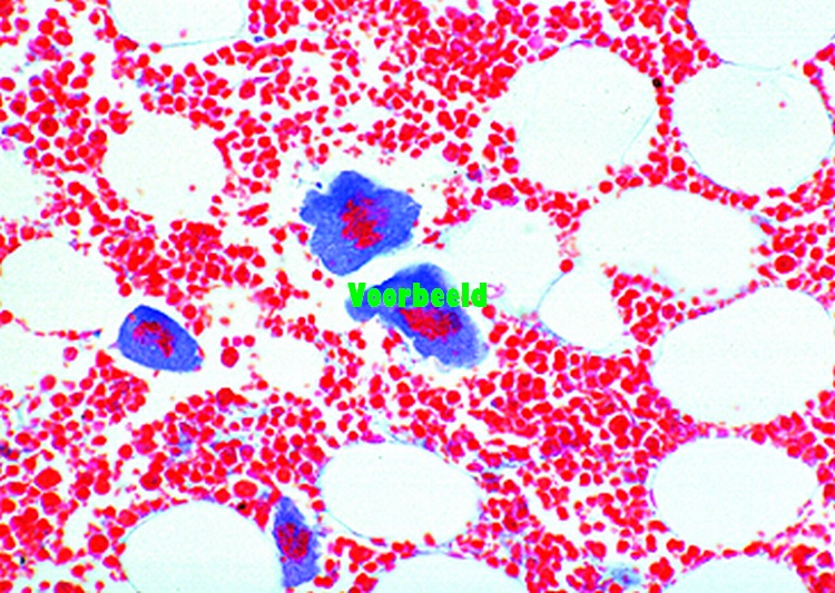 Red bone marrow of cow, smear specially