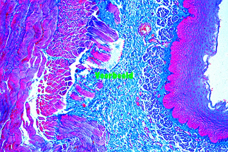 Oesophagus of cat or dog, t.s.