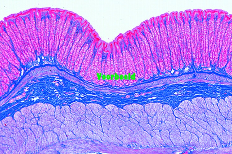 Stomach of cat, fundic region t.s.