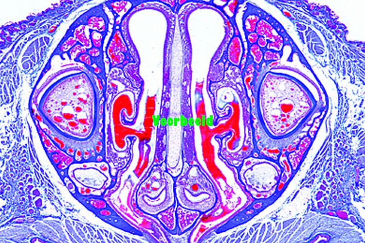 Nasal region of small mammal (mouse or r