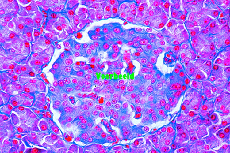 Preparaat pancreas kat