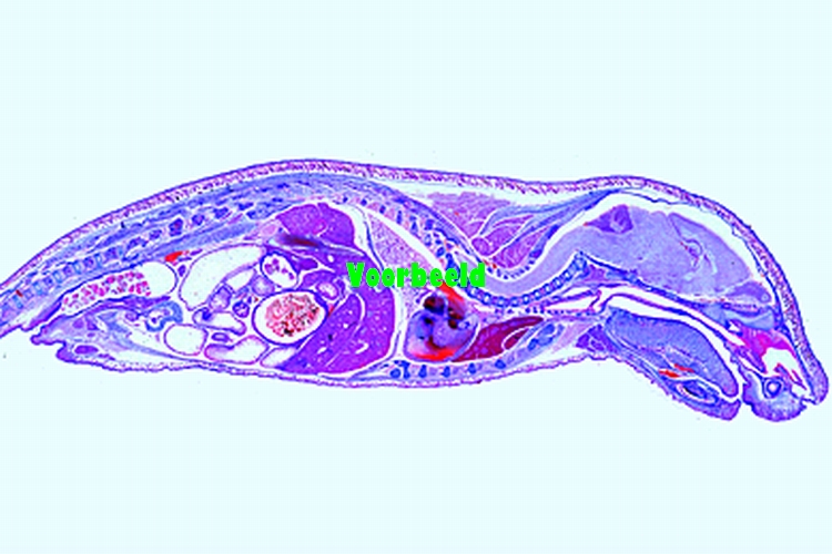 Embryo muis
