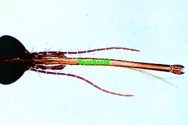 Preparaat Culex pipiens (steekmug)