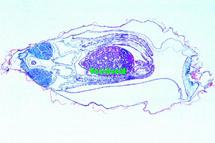 Preparaat Teichmuschel