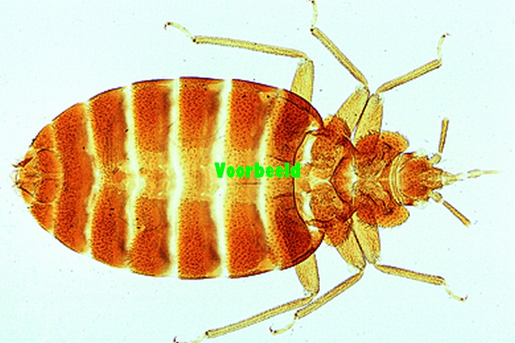 Golgi apparaat