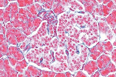 Pancreas, human t.s.