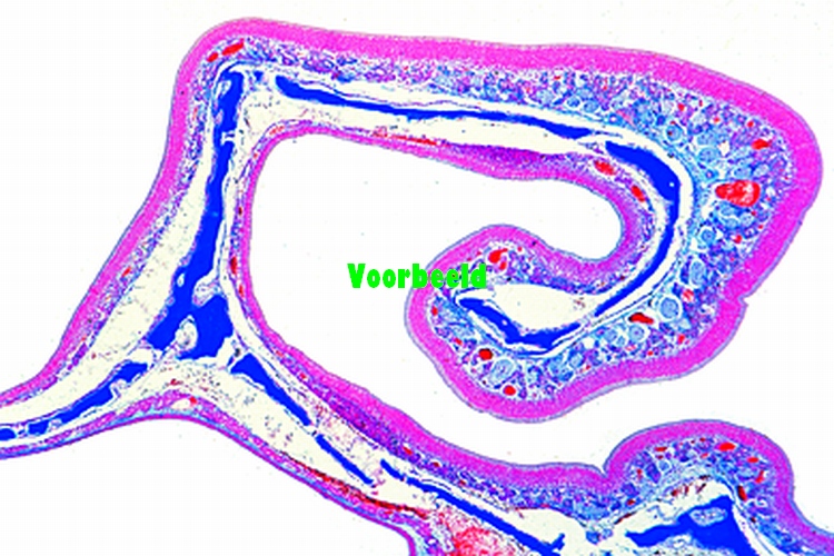 Olfactory epithelium, human t.s.