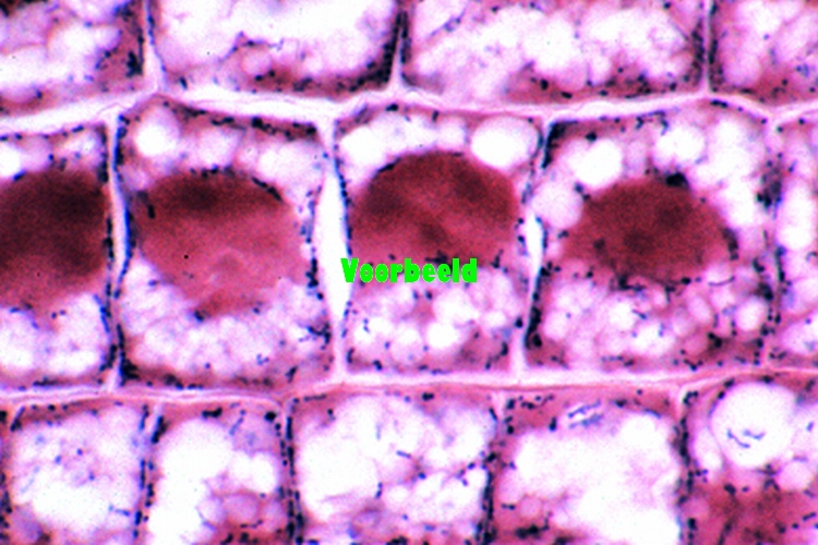 Mitochondriën