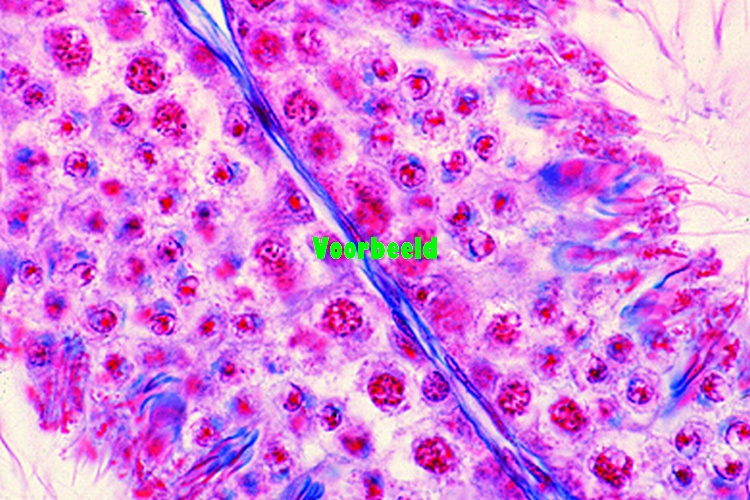 Preparaat meiose testis muis