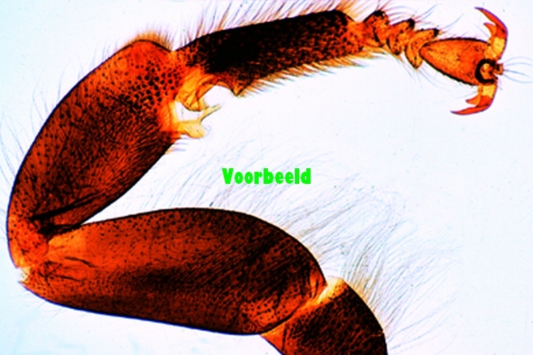 Apis mellifica