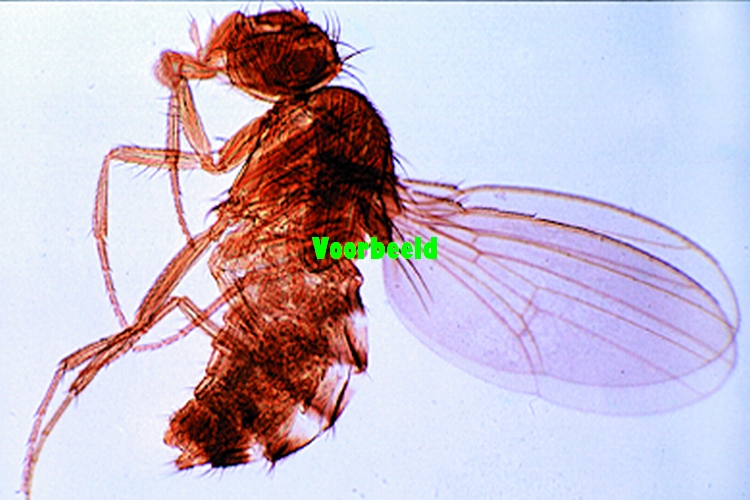 Drosophila