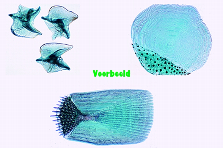 Visschubben