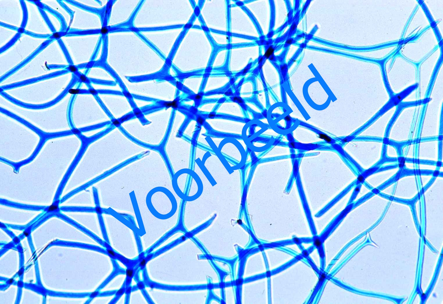 Euspongia