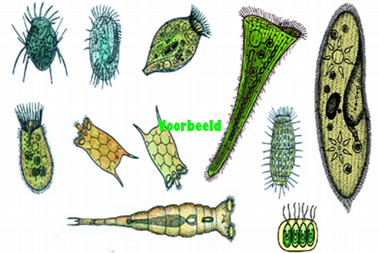 Protozoa