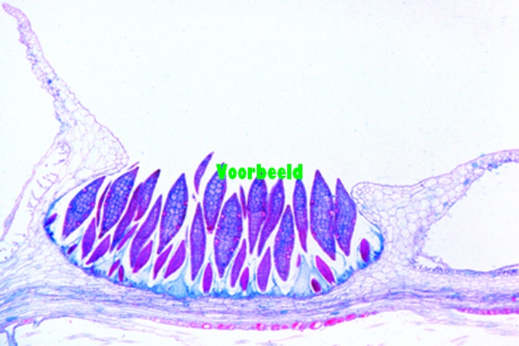 Marchantia