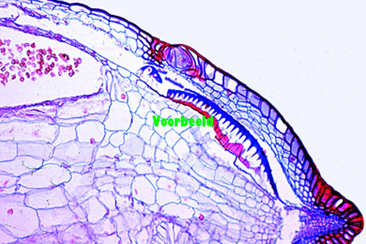 Polytrichum