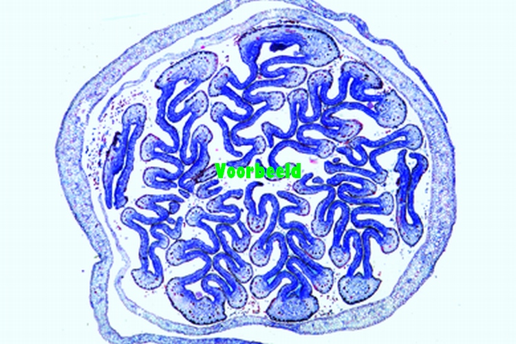 Fagus