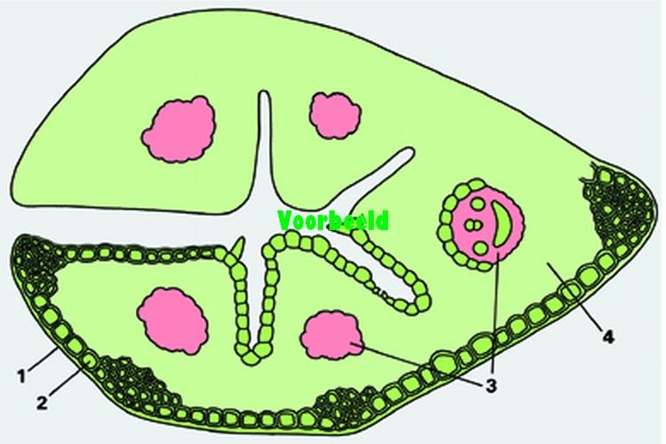 Preparaten Lieder Koop bij VOS instrumenten