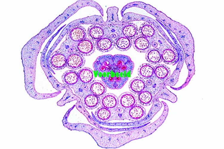 Monocotyl en dicotyl bloemknoppen
