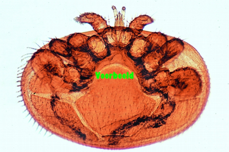 Varroa