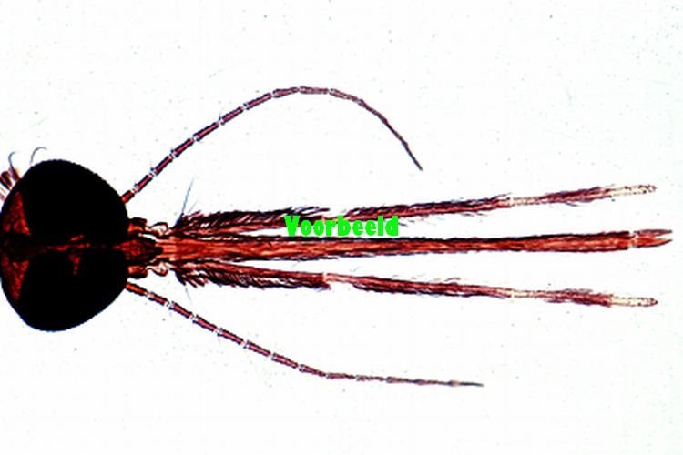 Anopheles