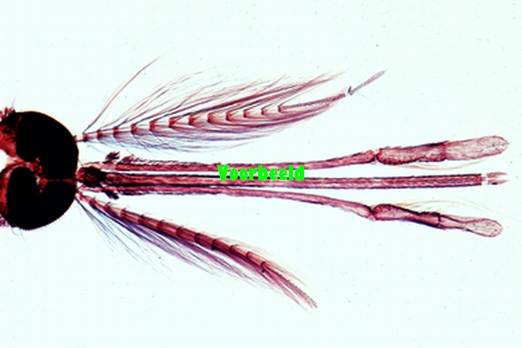 Anopheles