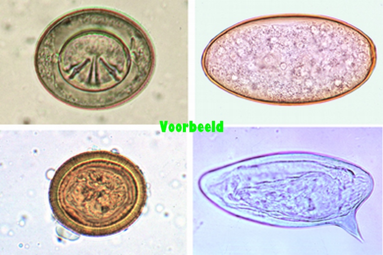 Wormeitjes in faeces
