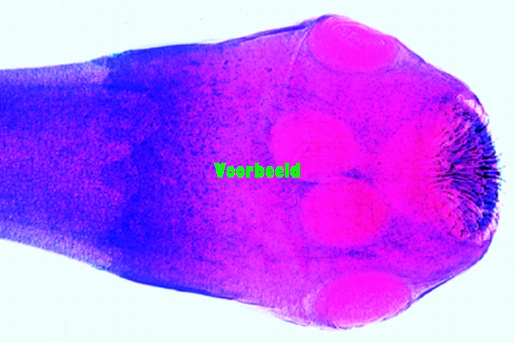 Taenis pisiformis
