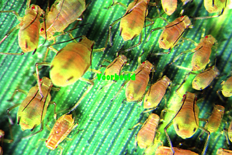 Aphidae