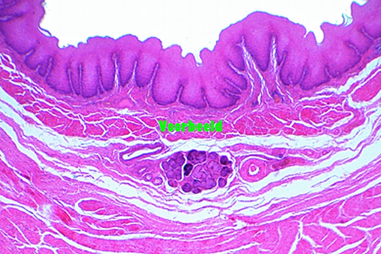 Stomach, human, fundic region t.s.