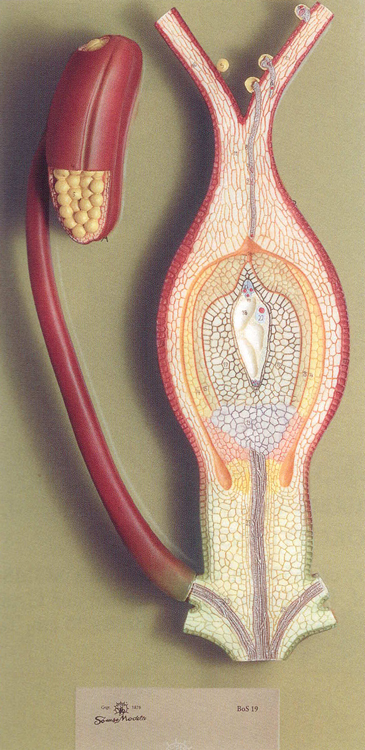 Bevruchting Angiospermen SOMSO