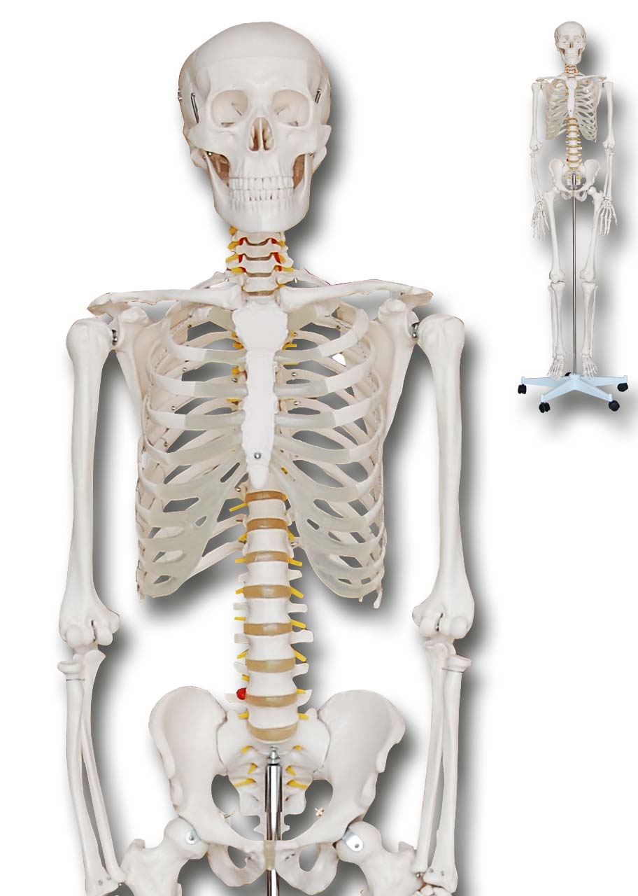 Skelet Paul