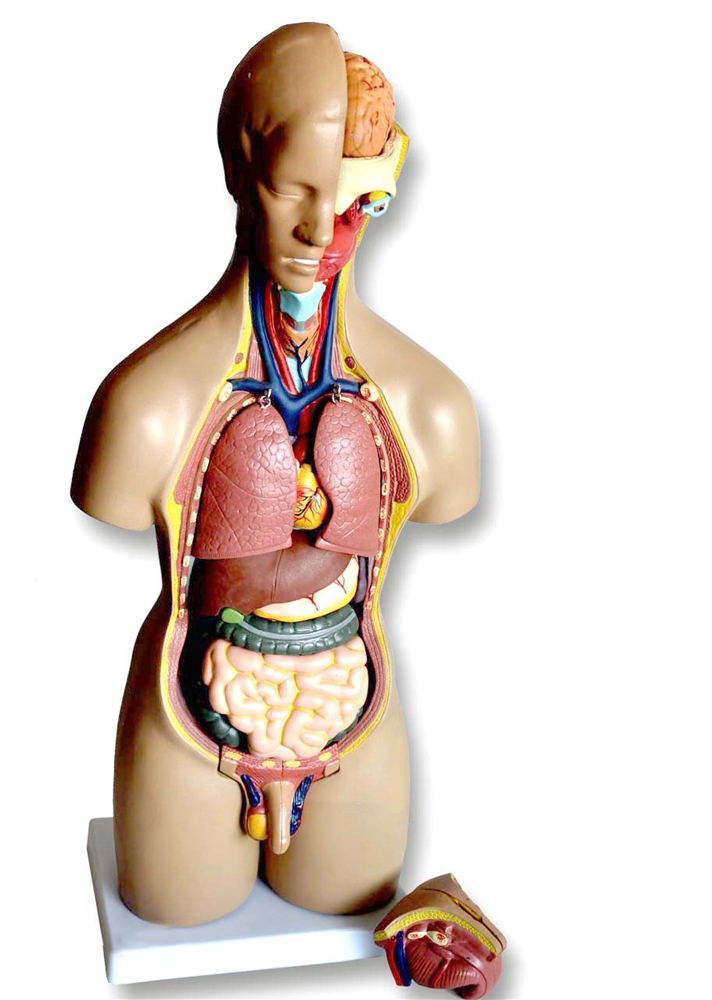 Torso(klein) tweeslachtig 20-delig VOS
