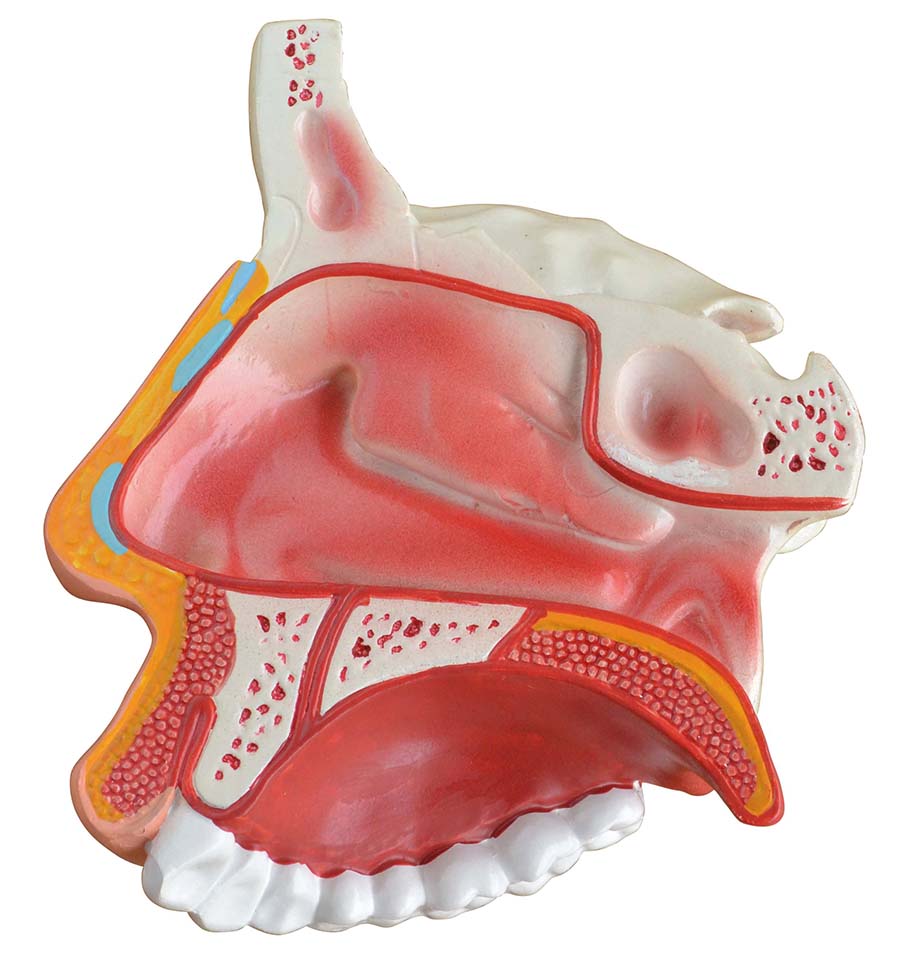 Neusholte model