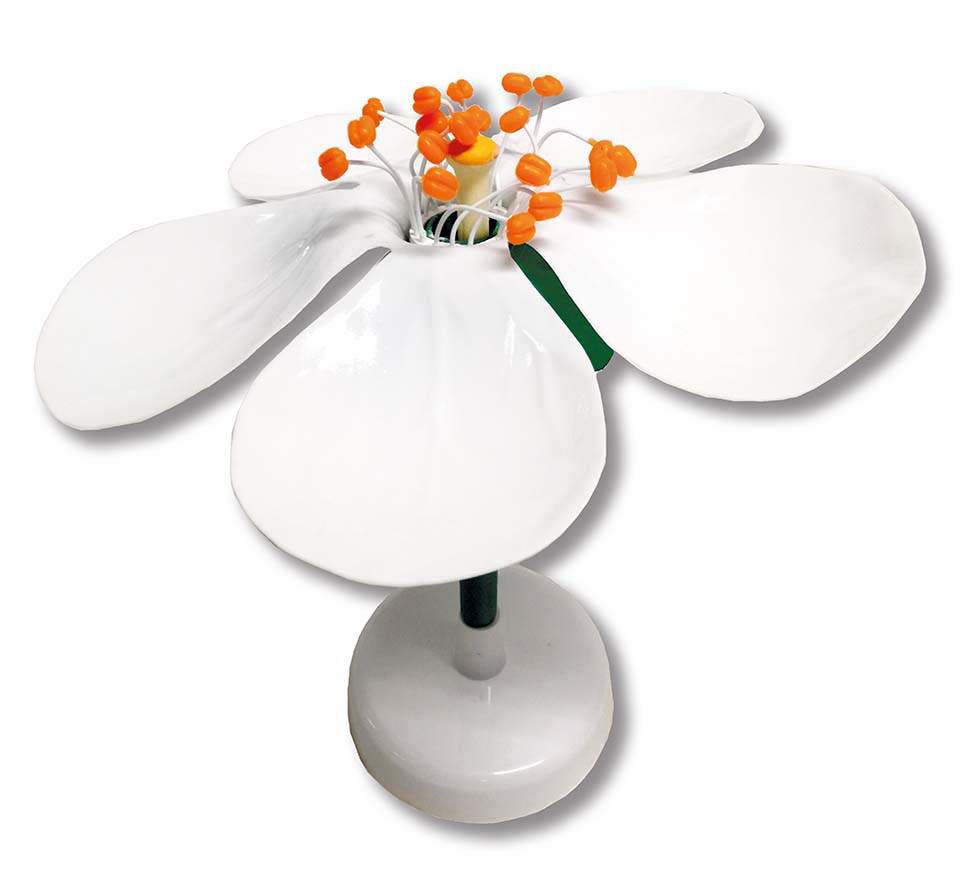 Model appelbloesem
