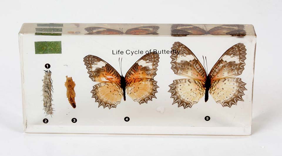 Verwonderlijk Metamorfose van rups tot vlinder | Koop bij VOS instrumenten IU-22