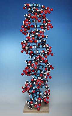 Molymod model DNA 20 base paren