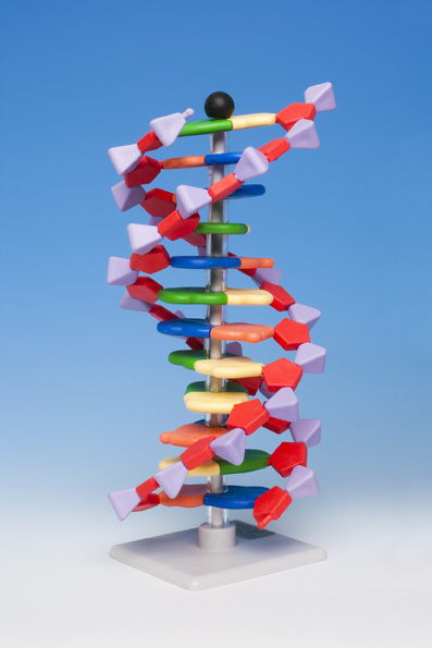 Molymod modellen DNA